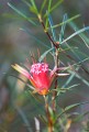 Kangaroo Valley_20070708_058